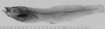 Media type: image;   Ichthyology 18256 Description: xray;  Aspect: lateral